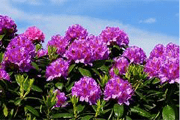 Image Flowers